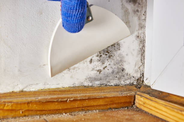 Best Basement Mold Removal  in Farngton, MI