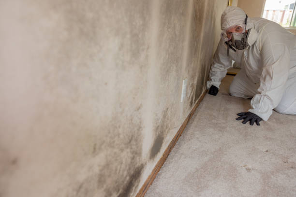 Reliable Farmington, MI Mold Removal Solutions